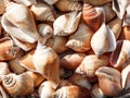 Many shells white yellow close-up Royalty Free Stock Photo