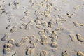 Many shoe footprints in wet beach sand, many footprints with shoes Royalty Free Stock Photo