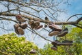 Many shoes hanging in tree , used sneakers Royalty Free Stock Photo