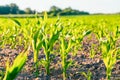 Many shoots of young corn, Corn green field Royalty Free Stock Photo