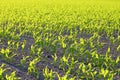 Many shoots of young corn, Corn green field Royalty Free Stock Photo
