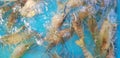 Many shrimp or prawn on the water tank for sale at street food market Royalty Free Stock Photo