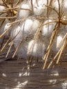 Many Silkworms cocoons