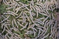 Silkworms in nature background. Royalty Free Stock Photo