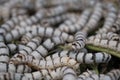 Silkworms in nature background. Royalty Free Stock Photo