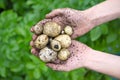 Many sizes of home grown planted seed potatoes held under camera