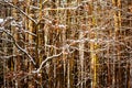 Many slim tree trunk with snow