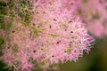 Many small airy and fluffy pink flowers. As in a fairy tale. The background is blurred. Selective focus.