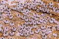 Small Barnacles shell attached on sea stone close up details Royalty Free Stock Photo