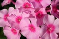 many small beautiful pale pink flowers