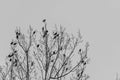 Many small birds sit high in a tree crown black and white