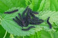 Many small black caterpillars on a green leaf