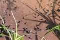 Many small black tadpoles swimming in shallow pond early stage of development. Royalty Free Stock Photo
