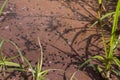 Many small black tadpoles swimming in shallow pond frog life cycle in nature. Royalty Free Stock Photo