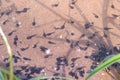 Many small black tadpoles swimming in shallow pond frog life cycle in nature. Royalty Free Stock Photo