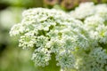 Many small blooming flowers on one large inflorescence on green stem. Sunny day