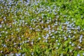 Many small blue flowers of Veronica persica plant, commonly known as birdeye, common field, winter or Persian speedwell, in a Royalty Free Stock Photo