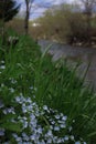 many small blue-white flowers with the name Veronica filiform and green leaves Royalty Free Stock Photo