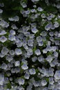 many small blue-white flowers with the name Veronica filiform and green leaves. for banners, labels, napkins Royalty Free Stock Photo