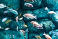 Many small bright African fish Labidochromis caeruleus. Royalty Free Stock Photo