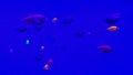 Many small bright cortical fishes