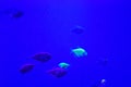 Many small bright cortical fishes in pure blue water Royalty Free Stock Photo