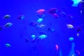 Many small bright cortical fishes in pure blue water Royalty Free Stock Photo