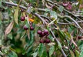 Many small burgundy apples on the branches of an apple tree on a sunny day in autumn Royalty Free Stock Photo