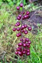 Many small burgundy apples on the branches of an apple tree on a sunny day in autumn Royalty Free Stock Photo