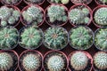 Many small cacti pots lined up in rows Royalty Free Stock Photo