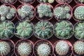 Many small cacti pots lined up in rows