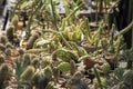 Many Small Cactus For decorative plant on table Royalty Free Stock Photo