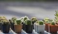 Many Small Cactus For decorative plant on table Royalty Free Stock Photo