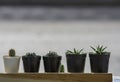 Many Small Cactus For decorative plant on table Royalty Free Stock Photo
