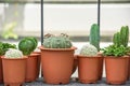 Many Small Cactus For decorative plant on table Royalty Free Stock Photo