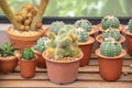 Many Small Cactus For decorative plant on table Royalty Free Stock Photo