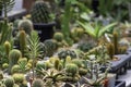 Many Small Cactus For decorative plant on table Royalty Free Stock Photo