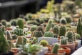 Many Small Cactus For decorative plant on table Royalty Free Stock Photo