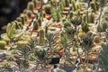 Many Small Cactus For decorative plant on table Royalty Free Stock Photo