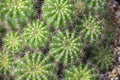 Many Small Cactus For decorative plant on table Royalty Free Stock Photo