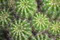 Many Small Cactus For decorative plant on table Royalty Free Stock Photo