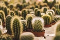 many small cactus. High quality photo