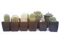 Many small cactus on a white background. Royalty Free Stock Photo