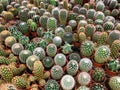Many small cactus plants - potted cacti plant collection