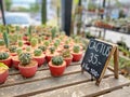 Many small cactus in pot Royalty Free Stock Photo