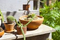 Many small cactus Royalty Free Stock Photo