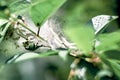 Many small caterpillars in a cocoon on a leaf Royalty Free Stock Photo