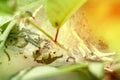 Many small caterpillars in a cocoon on a leaf in sunlight Royalty Free Stock Photo