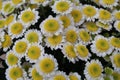 Many small chrysanthemum flowers with white petals and pale yellow stamens, floral background Royalty Free Stock Photo