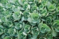 Many small clusters of succulent leaves